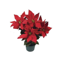 imagem de Flor Poinsettia Vermelha P14