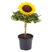 imagem de Flor de Girassol P15 Bright 1un
